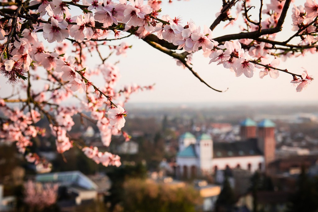 Mandelblüte in Bensheim